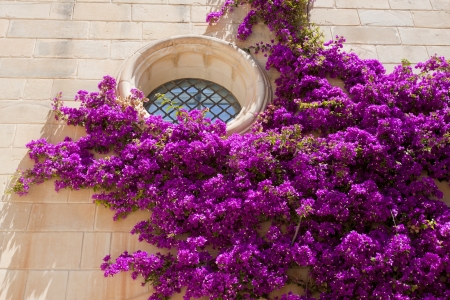 Purple bougainvillea climbing on a facade an around a porthole windowの写真素材
