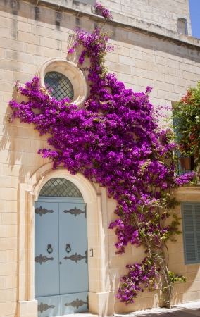A stone house facade wtih a blue door and a pink bougainvilla climbing up the wallの写真素材