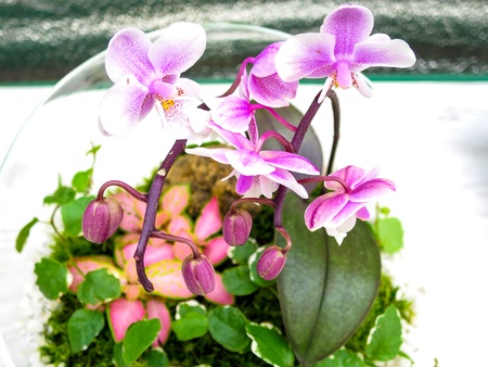 Pink orchids in a bowl-potの素材
