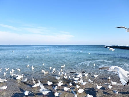 Seagulls on a beachの写真素材