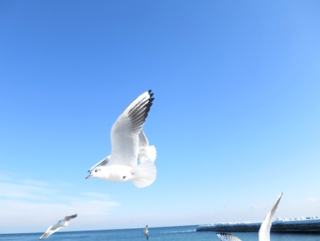 Seagulls on a beachの写真素材