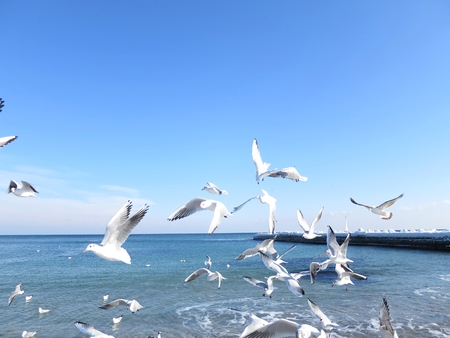 Seagulls on a beachの写真素材