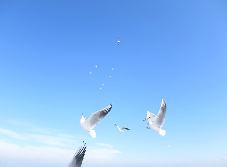 Seagulls on a beachの写真素材