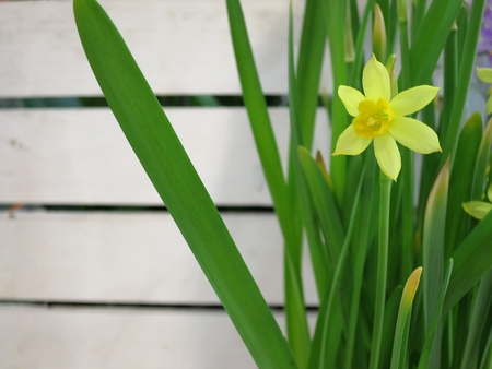 Yellow narcissus, white board backgroundの写真素材
