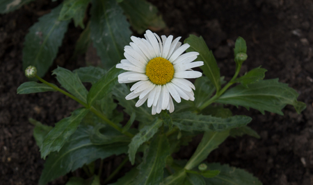 Daisy plant. Bud, burgeon, stem, leaf on a background of the earth.の写真素材