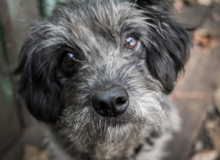 Sad old dog. Gray shaggy crossbreed. Nose close up. Blurring.の写真素材