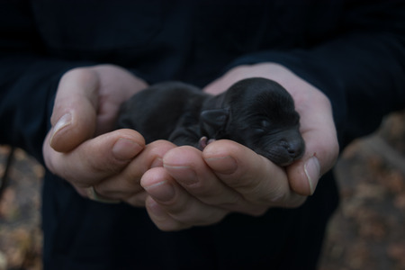 Newborn puppy in the hands of men. Little black dog baby. Close-up.の写真素材
