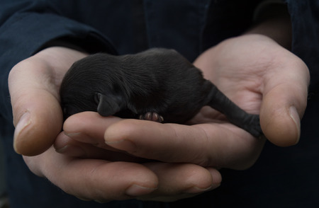 Newborn puppy in the hands of men. Baby dog lying in the palm of the owner. Close-up.の写真素材