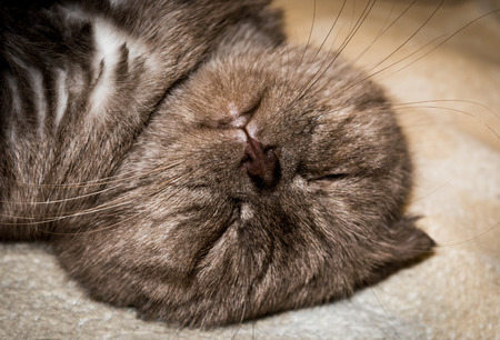 Head sleeping Fold. Horizontal photo close-up of cat muzzle.の写真素材