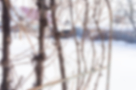 Stems of grapes in winter. Blurred rectangular background with vineyard.の写真素材