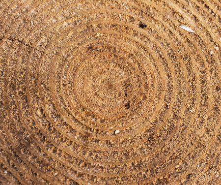 Background with sawn tree trunk. The texture of the annual rings. Close-up.の写真素材