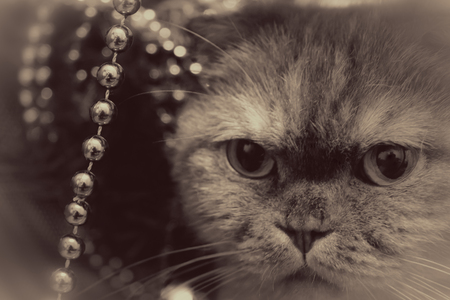Cute card. Beautiful cat and Christmas lights and beads. Rectangular horizontal photo.の写真素材