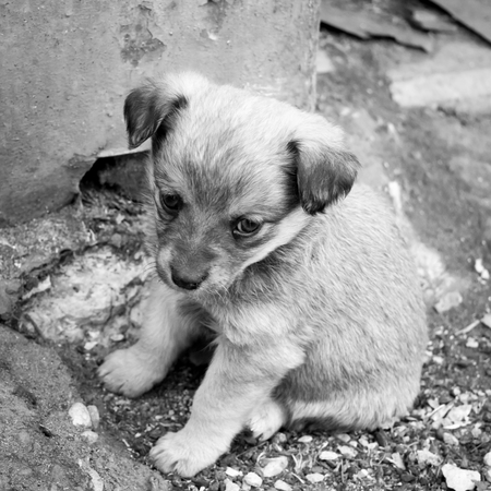 Little sad puppy is sitting on ground. Cute mongrel pet. Square black and white photo.の写真素材