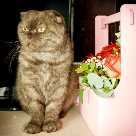 Cute Scottish fold cat and flower arrangement in wooden box. Square photo.の写真素材