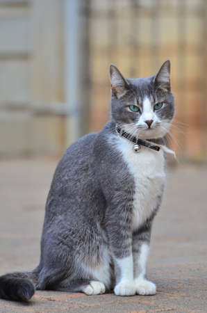 Grey Domestic cat sitting の写真素材