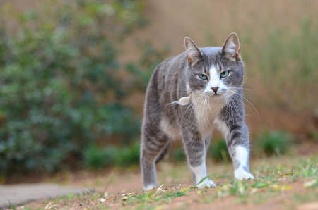 Grey Domestic cat walkingの写真素材