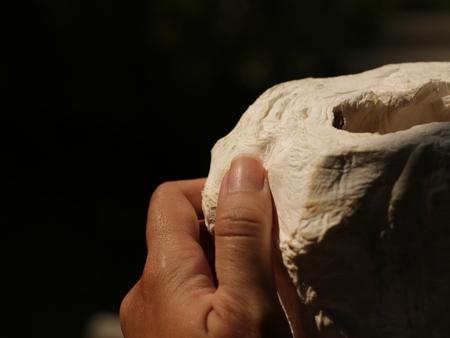 Hand Touching Wet Toilet Paper Rollの写真素材