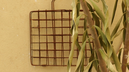 Tree with Dry Green Leaves on Vintage Yellow Wall with Rusty Grill Rackの写真素材