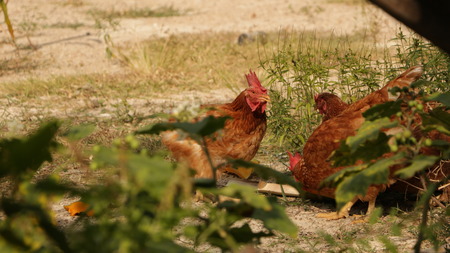 Roosters Eating Fruits in Gardenの写真素材