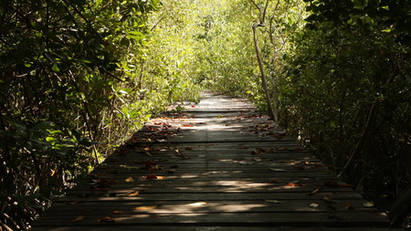 Wooden Dock in Forest - Shadyの写真素材