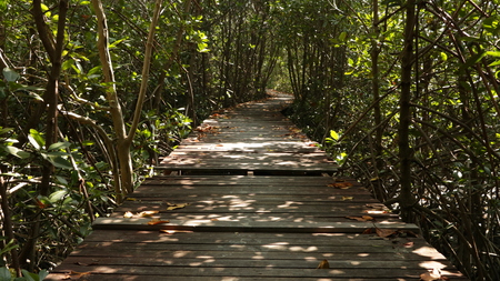 Wooden Path in Forestの写真素材