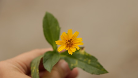Hand Holding Yellow Wild Daisy Flowerの写真素材