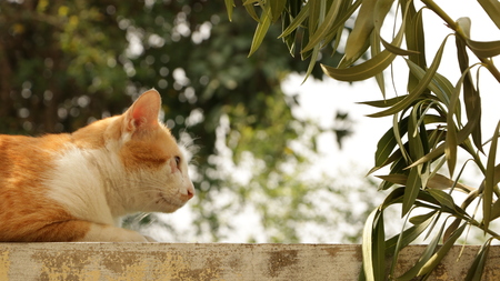 Ginger Cat Sitting on Wall - Home Garden Thailandの写真素材