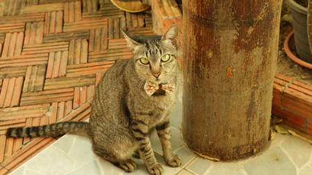 Skinny Striped Cat Wearing Bow Tie Sitting in Gardenの写真素材