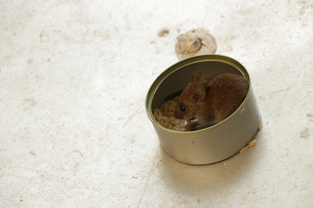 Tiny Baby Mouse Eating Rice in Tin Canの写真素材