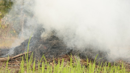 Real Smoke on Burnt Pile of Straw with Green Grass in Foregroundの写真素材