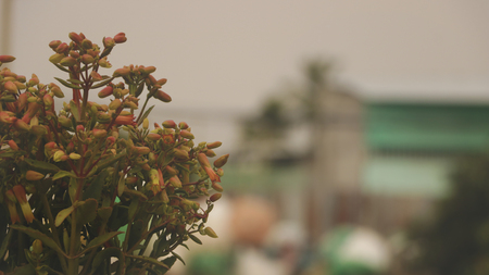 Flowers of Goethe Plant/ Bryophyllum Pinnatum/ Life Plant/ Miracle Leaf - Vietnamese Gardenの写真素材