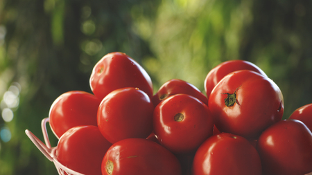 Red Tomatoes in Pink Basket - Natural Green Backgroundの写真素材