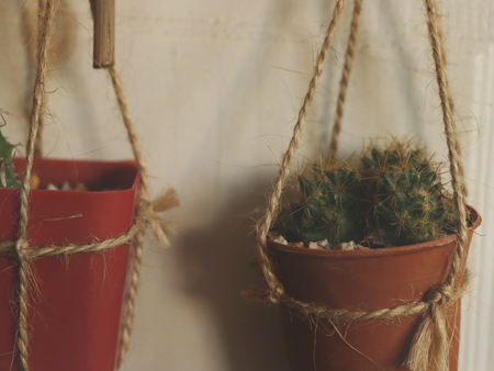 Hanging Cactus on White Wooden Door - Vintage Garden Ideaの写真素材