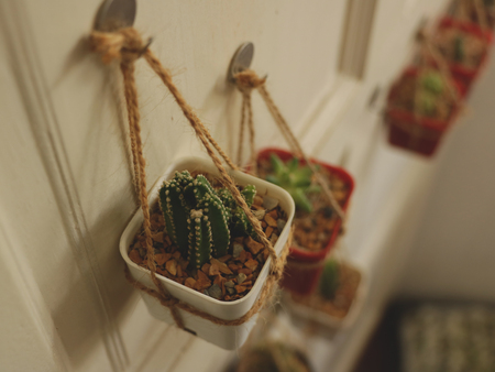 Mini Cactus on White Wooden Door - Vintage Hanging Garden Ideaの写真素材