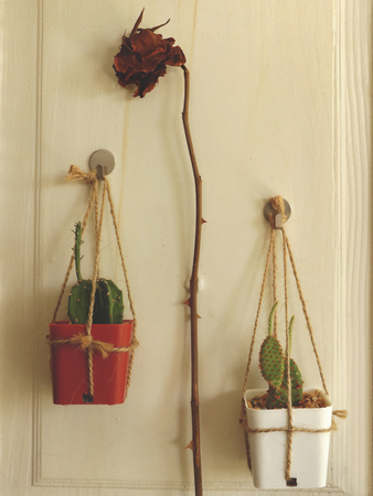 Hanging Mini Cacti with Dry Rose on White Wooden Door - Vintage Garden Ideaの写真素材