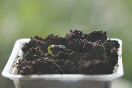 Tiny Seed Growing in Plastic Cup - Green Backgroundの写真素材