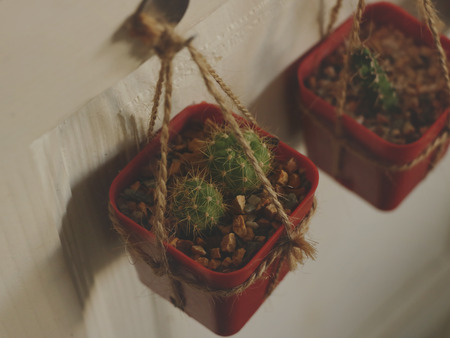 Hanging Cactus on White Wooden Door - Vintage Garden Ideaの写真素材
