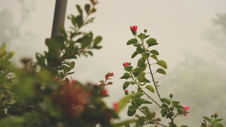 Beautiful Bright Pink Flowers in Garden with Smoky Backgroundの写真素材