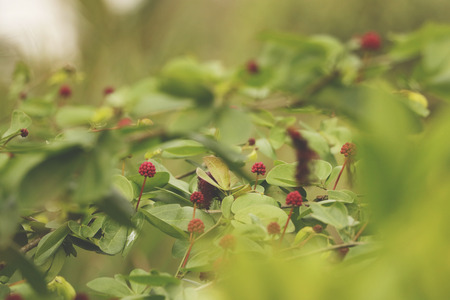 Tiny Pink Wild Flowers/ Wild Strawberries -Sunny Day in Green Gardenの写真素材