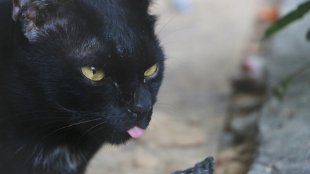 Cute black cat sticking the tongue out while taking pictures.の写真素材