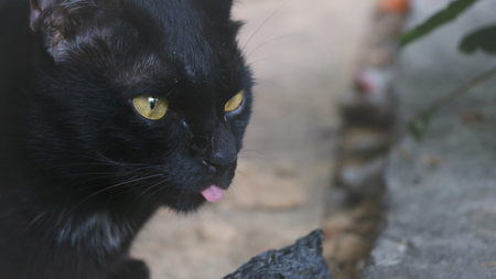 Cute Black Cat with the Tongue Out while Taking Picturesの写真素材