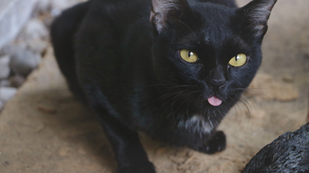 Cute Black Cat with the Tongue Out while Taking Picturesの写真素材