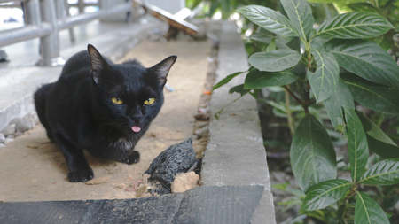 Cute Black Cat with the Tongue Out while Taking Picturesの写真素材