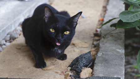 Cute Black Cat with the Tongue Out while Taking Picturesの写真素材