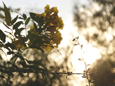 Yellow Flowers in Sunset - Bokeh Backgroundの写真素材