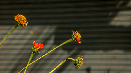 Orange Daisies without Leaf on Corrugated Background/ Roller Shutter Door. Street Photography. Countryside Thailand.の写真素材