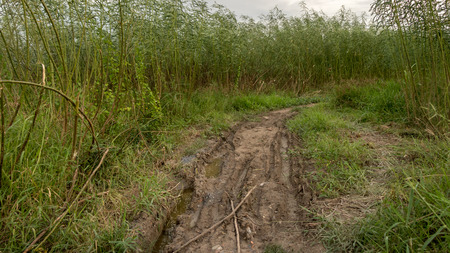 Rough Muddy Path Surrounded with Tall Green Trees and Grass - Rural Road after the Rain. Vietnamの写真素材