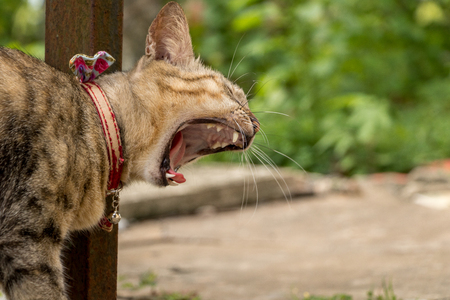 Funny Cat Yawning with Mouth Wild Open - Cats with the Tongue Out - Kitten Wearing Bow-tie Collar in Green Garden. Outdoorsの写真素材
