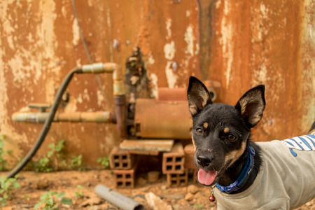Happy Little Puppy with the Tongue Out - Pet Wearing T-shirt - Dog with Curious Face - Vintage Colorful Background. Outdoor Gardenの写真素材