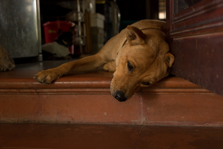 Cute Orange Dog Sitting on Doorstep in Weird Position - Bored Puppy - Analogous Color Scheme. Asian Houseの写真素材